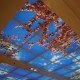 Royal Hobart Hospital Integrated Cancer Centre glazed and lit blossom mural photo ceiling