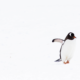 Australian Antarctic Division architectural panel_penguins in the snow
