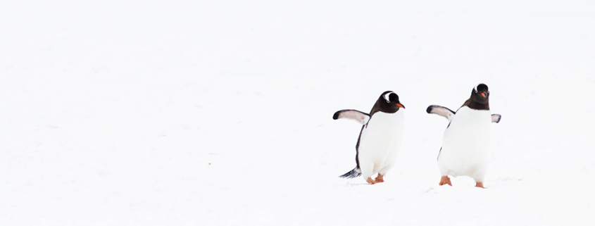 Australian Antarctic Division architectural panel_penguins in the snow