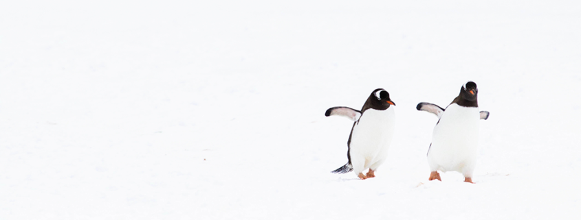 Australian Antarctic Division architectural panel - Wild Lab Refit