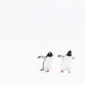 Australian Antarctic Division architectural panel - Wild Lab Refit and Sample Storage Projects